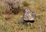 Greater Sage-Grouse